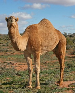 Camel_Profile